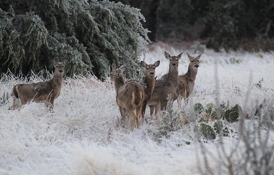 Image by: Jon Mensing